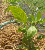 A healthy pepper plant in a straw bale at Poplar Bluff’s community garden