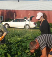 Danielle, Murray and Sarah harvesting veggies