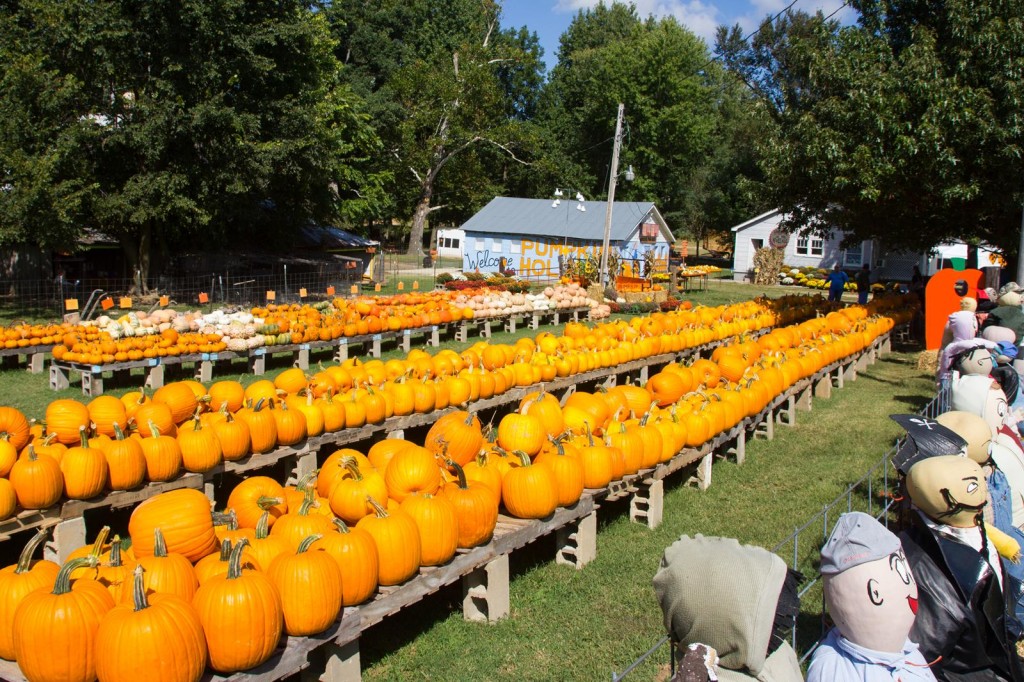 Pumpkins & Dummies