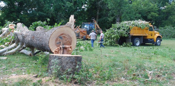 Approximately 100-year-old sycamore tree cut down by the Street Department with no real threat to the power lines