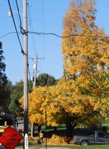 A tree trimming company, hired by the utilities department, improperly pruning trees even after the new city ordinance was in place