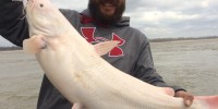 A bonus photo sent in by Joe Rendon from East Prairie: a big albino catfish.